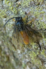 Arge fuscipennis