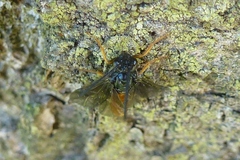 Arge fuscipennis