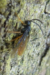 Arge fuscipennis
