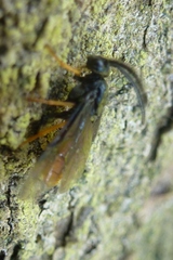 Arge fuscipennis