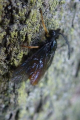 Arge fuscipennis