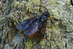 Arge fuscipennis