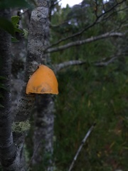 Aleurodiscus vitellinus