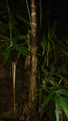 Bactris setosa