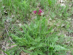 Pedicularis dasystachys
