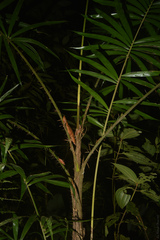 Bactris setosa