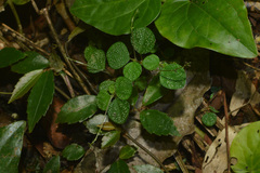 Peperomia hispidula