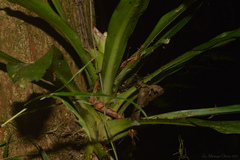 Nidularium innocentii