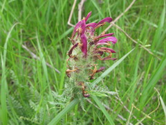 Pedicularis dasystachys