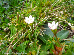 Gentianella limoselloides