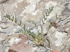 Astragalus oxyglottis