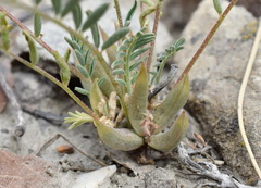 Astragalus oxyglottis