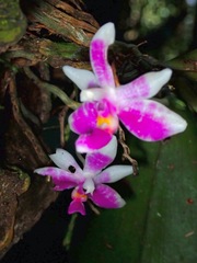 Phalaenopsis modesta