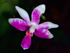Phalaenopsis modesta