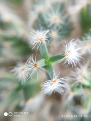 Trichodiadema densum