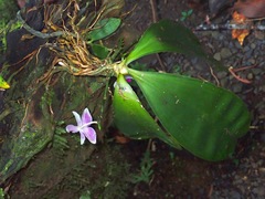 Phalaenopsis modesta