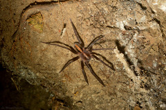 Guasuctenus longipes