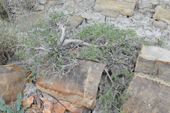 Atraphaxis replicata