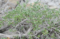 Atraphaxis replicata