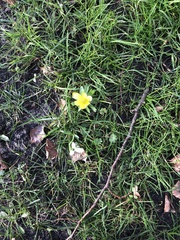 Eranthis hyemalis