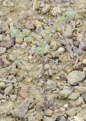 Rochelia retorta