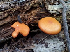 Gymnopilus liquiritiae