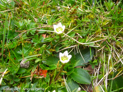 Gentianella limoselloides