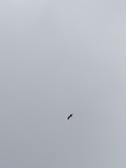 Haliaeetus albicilla