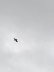 Haliaeetus albicilla