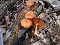 Gymnopilus liquiritiae