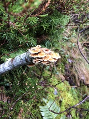 Fungi