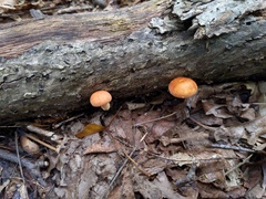 Gymnopilus liquiritiae