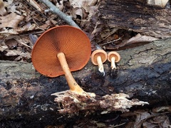 Gymnopilus liquiritiae