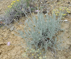 Psephellus trinervius