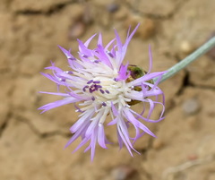 Psephellus trinervius