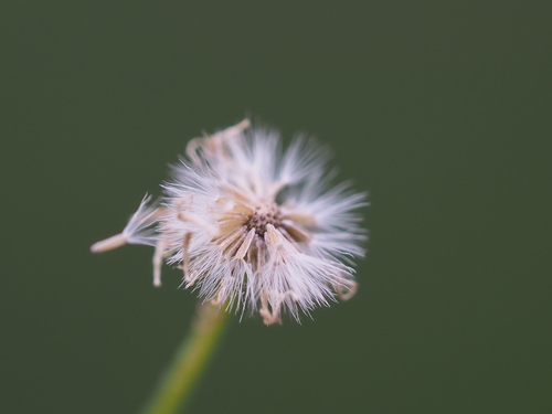 Erigeron bellioides