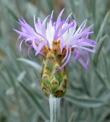 Psephellus trinervius