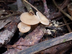 Clitocybe americana