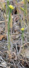 Linum corymbulosum