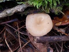 Clitocybe americana