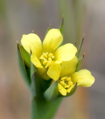 Linum corymbulosum