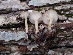 Clitocybe americana