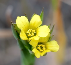 Linum corymbulosum