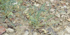 Astragalus oxyglottis