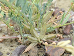Astragalus oxyglottis