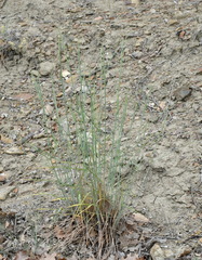 Elymus nodosus