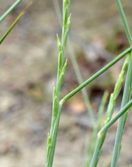 Elymus nodosus
