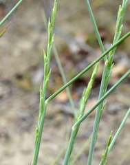Elymus nodosus