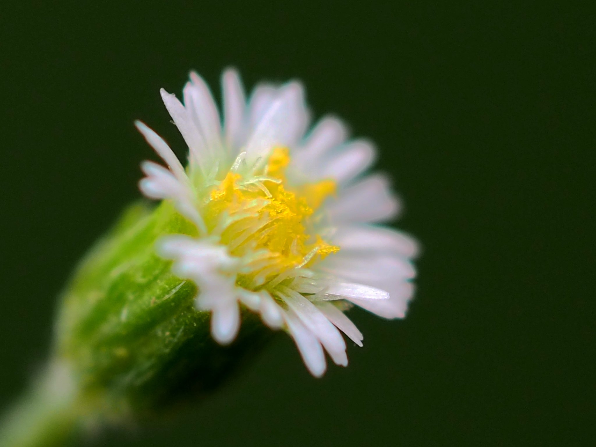 Erigeron bellioides