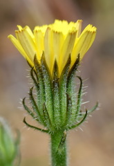 Picris pauciflora